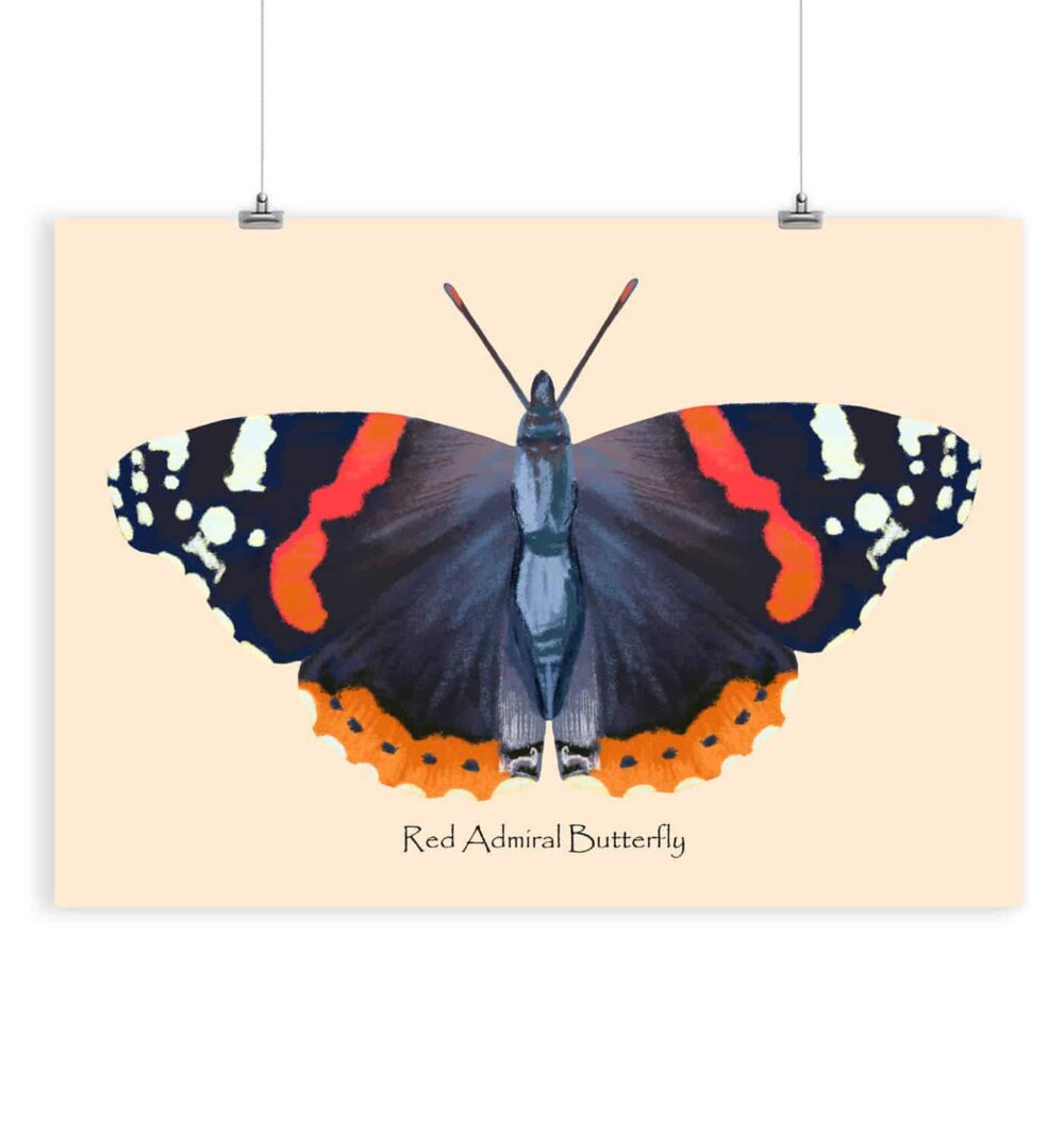 Red Admiral Butterfly Art