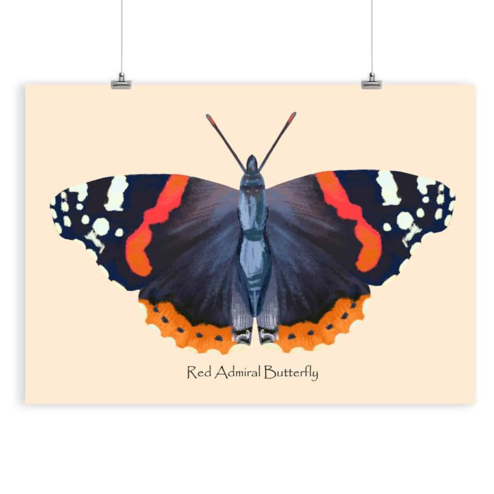 Red Admiral Butterfly Art