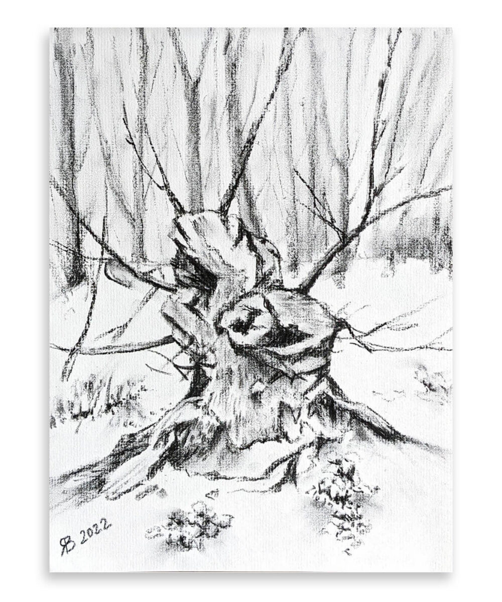 Old Rotten Stump Charcoal Drawing