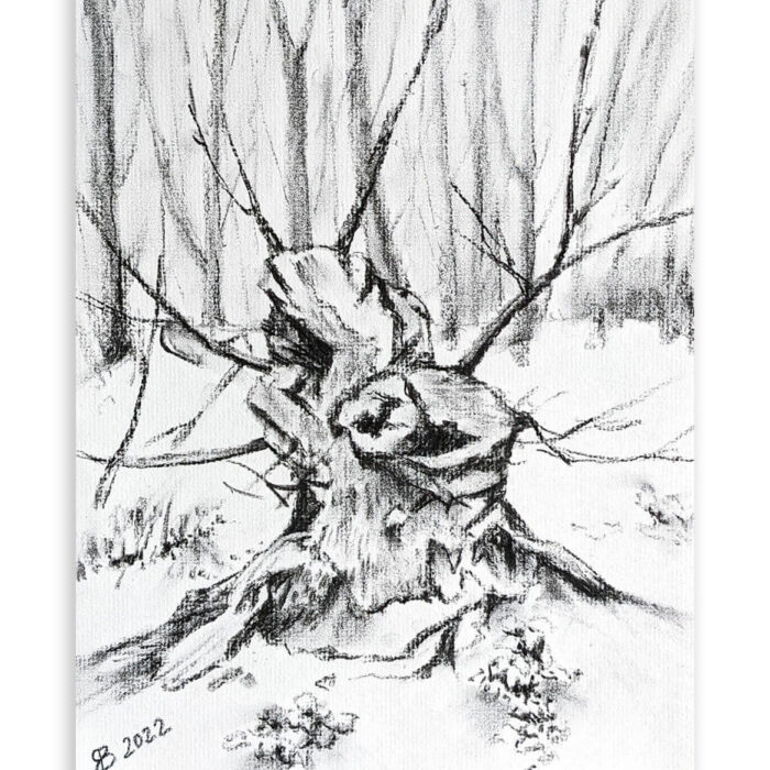 Old Rotten Stump Charcoal Drawing