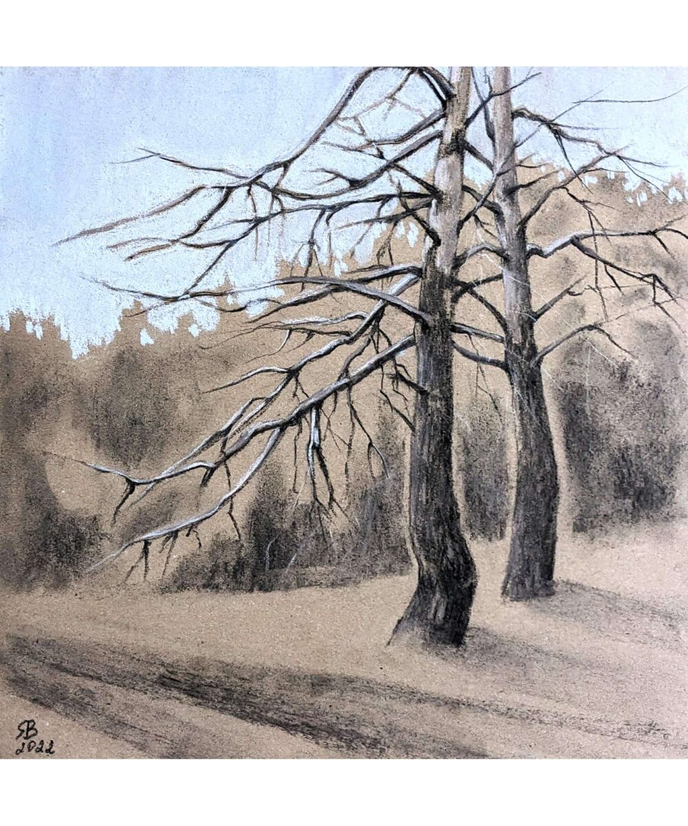 Old Pines Charcoal Drawing