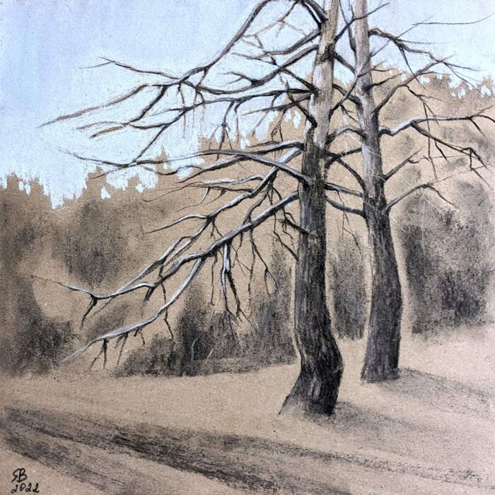 Old Pines Charcoal Drawing