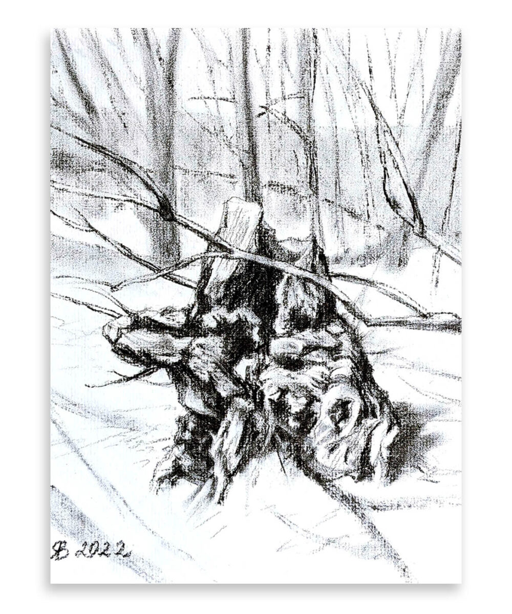 Old Stump Charcoal Drawings