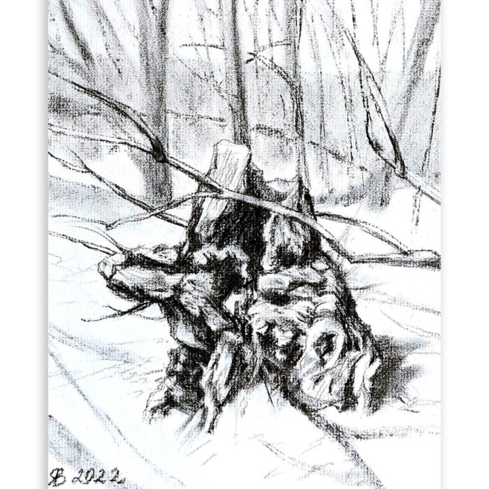 Old Stump Charcoal Drawings