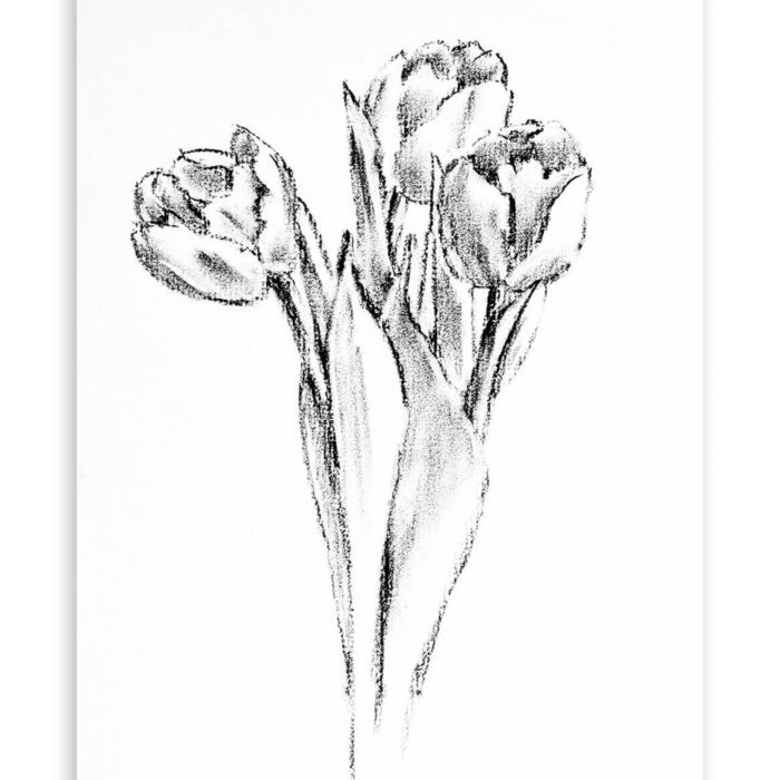 Tulips Charcoal Drawing