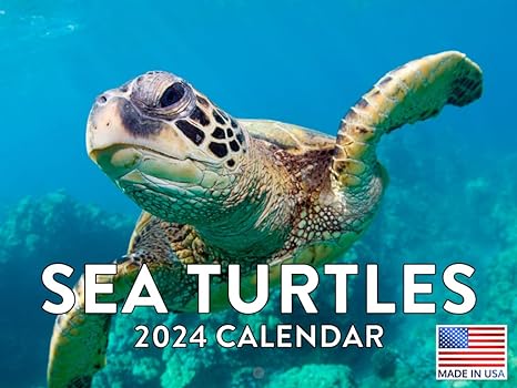 25-Sea Turtles Calendar 2024 - blog